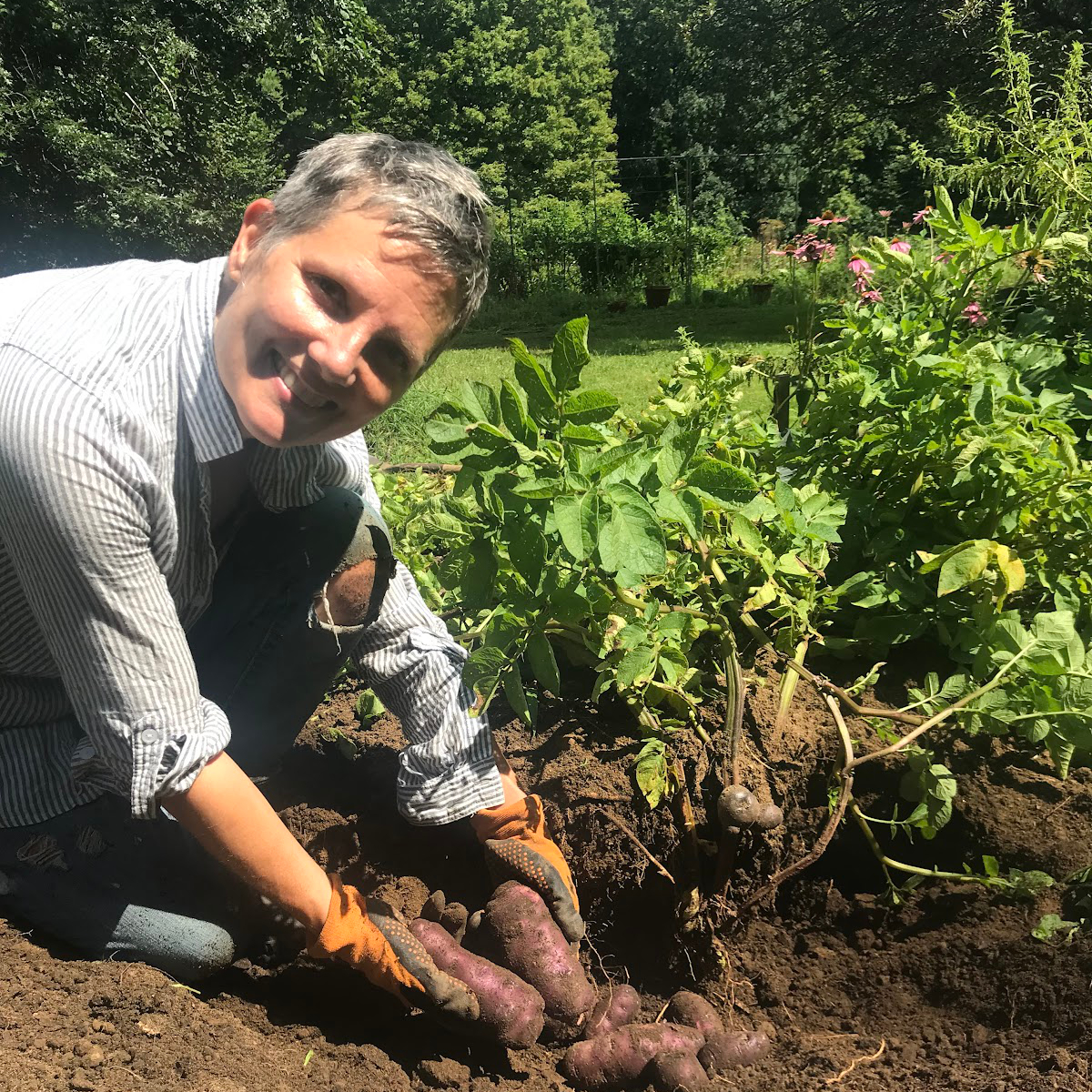 A middle-aged woman digs into a garden on a sunny day where she is harvesting potatoes